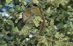 Striped Tree Squirrel