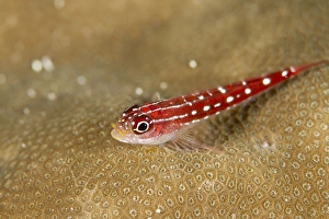 Images Dated 27th December 2010: Striped Triplefin - Maldives