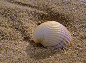 Striped venus clam embedded in sand Lincolnshire coast, England, UK
