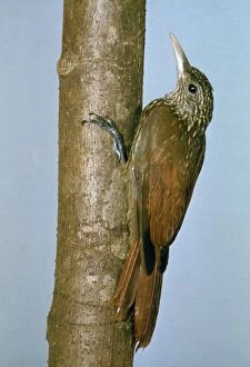 Images Dated 7th June 2006: Striped Woodcreeper