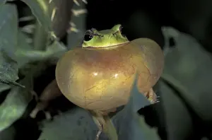 Vocal Sac Prints: Stripeless Tree Frog - calling - France