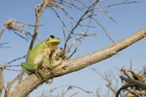 Anura Gallery: Stripeless Tree Frog - in habitat