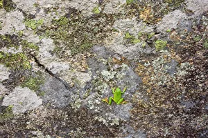 Frogs Collection: Stripeless Tree Frog (Hyla meridionalis ) on lichen-covered rock, Extremadura, West Spain