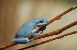Stripeless Tree Frog WAT 7103 Hyla meridionalis &copy; M. Watson / ardea. com