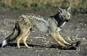 Jackal Prints: Side Stripped Jackal - feeding - Botswana Africa