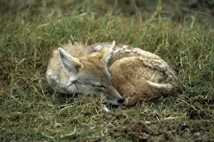Jackal Prints: Side Stripped Jackal - Ngorongoro Crater Tanzania - Africa