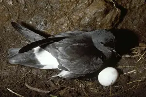 Strom Petrel - at nest with single egg