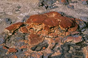 Bizarre Collection: Stromatolites - Hamelin Pool Marine Nature Reserve - Shark Bay World Heritage Area - Western