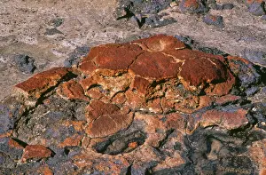 Unusual Prints: Stromatolites - Hamelin Pool Marine Nature Reserve - Shark Bay World Heritage Area - Western Australia