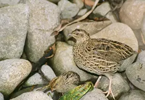 Gamebird Prints: Stubble Quail - with chick