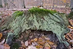 Stump - covered with mosses and lichens