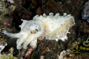 Images Dated 1st November 2013: Stumpy-spined Cuttlefish