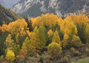 Images Dated 22nd October 2005: Stunning autumn colour in the Ubaye valley, Maritime Alps. Black poplar, aspens, larch