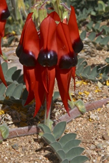 Images Dated 14th August 2003: Sturts Desert Pea Near Alice Springs, Northern Territory, Australia
