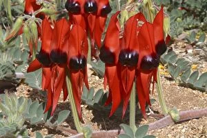 Images Dated 14th August 2003: Sturts Desert Pea Near Alice Springs, Northern Territory, Australia