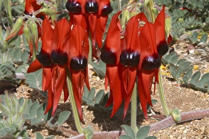Images Dated 14th August 2003: Sturts Desert Pea Near Alice Springs, Northern Territory, Australia