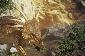 Images Dated 4th August 2008: Styracosaurus browsing. Late Cretaceous