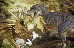 Images Dated 4th August 2008: Styracosaurus jousts with an Albertosaurus. Late Cretaceous
