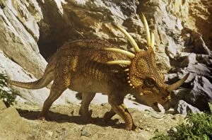 Images Dated 4th August 2008: Styracosaurus near cave. Late Cretaceous