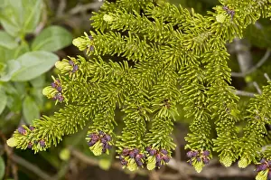 Needle Prints: Subalpine Fir - young foliage (needles); Banff National Park, Canada
