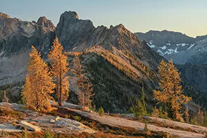 Color Collection: Subalpine Larches in golden autumn color at Cutthroat Pass. Cutthroat Peak is in the distance