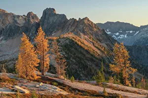 Alpine Collection: Subalpine Larches in golden autumn color at Cutthroat Pass. Cutthroat Peak is in the distance