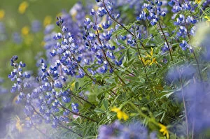 Images Dated 28th July 2010: Subalpine Lupine, Mount Rainier National