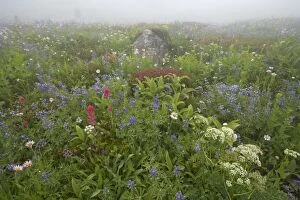 Images Dated 30th March 2006: Subalpine Meadow in early morning mist. Paradise Mount Rainier National Park Washington State