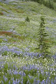 Images Dated 30th March 2006: Subalpine Meadows in bloom Paradise Mount Rainier NP Washington State, USA PL000566