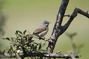 Subalpine Warbler - Eastern race, adult female perched on branch, March