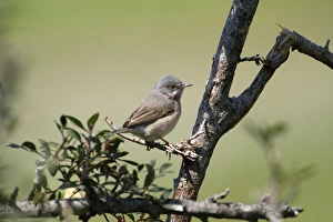 Subalpine Warbler - Eastern race, adult female perched on branch, March Subalpine Warbler - Eastern race, adult female perched on branch, March