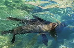 Subantarctic / Amsterdam Fur Seal