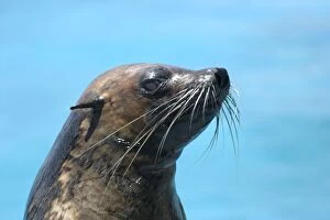 Images Dated 26th October 2003: Subantarctic / Amsterdam Fur Seal Dolphinarium Port Elisabeth