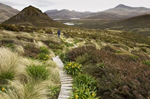 Images Dated 13th September 2011: Subantarctic Islands of New Zealand, Campbell