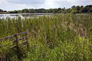 Mines Prints: Subsidence lake with reedmace fringe over old coal-mine at Arcot - Northumberland - UK