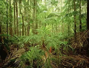 Subtropical rainforest with Bangalow palms and Walking stick palms (Linospadix monostachya) New South Wales, Australia JPF32185