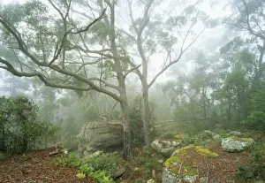New South Wales Prints: Subtropical Rainforest near Terania Creek