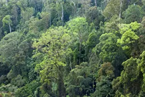 Subtropical rainforest - sideways view from above into the canopy of a lush subtropical rainforest at Purling Brook Falls - Sprinbrook National Park, Central Eastern Australian Rainforest World Heritage Area, Queensland, Australia