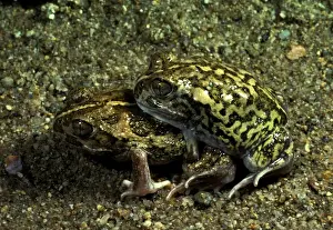 Sudells / Miaowing frog - in amplexus