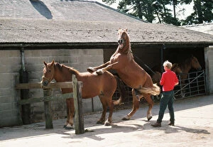 Horse Collection: Suffolk Punch Horse - mating
