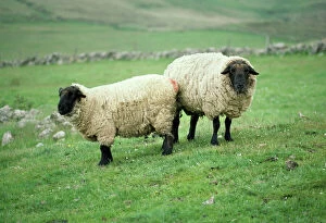In Field Collection: Suffolk Sheep