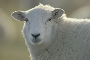 British Prints: Suffolk Sheep - UK