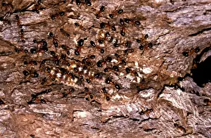 Chrysalis Prints: Sugar ants - accompanying larvae of lycaenid butterfly (Ogyrus genoveva) up a tree to mistletoe