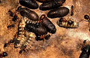 Chrysalis Prints: Sugar ants - guarding larvae
