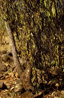 Mistletoe Prints: Sugar ants - site of nest below tree bearing mistletoe