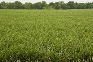 Sugar Cane