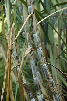 Stalk Prints: Sugar Cane - stalks