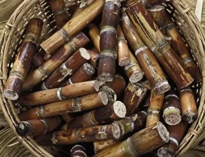 Exotics Gallery: Sugar Canes - Exotics products for floral compositions