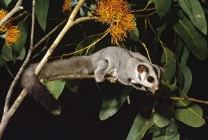 Images Dated 20th February 2008: Sugar Glider