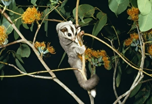 Images Dated 20th February 2008: Sugar Glider
